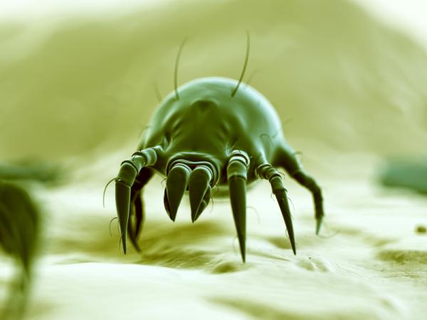 How to clean the mattress of mites - What are mites