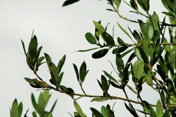 How to clean the house with bay leaf - Magical properties of bay leaf