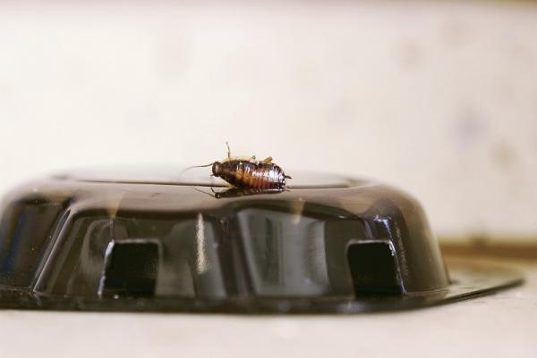 Uses of baking soda in the home - Eliminate cockroaches from home