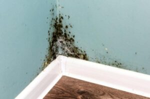 How to REMOVE MOLD from WALLS