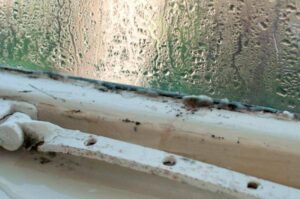 How to remove black mold from wood