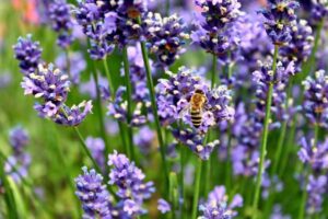 How to use lavender to flavor